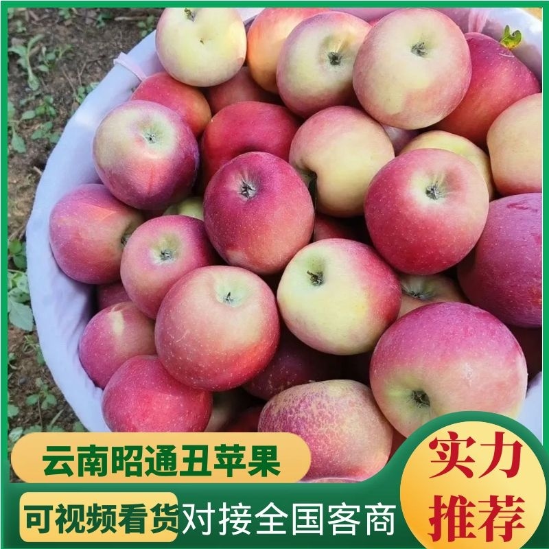 【昭通苹果】云南丑苹果冰糖心一条龙产地直发有需来电详谈