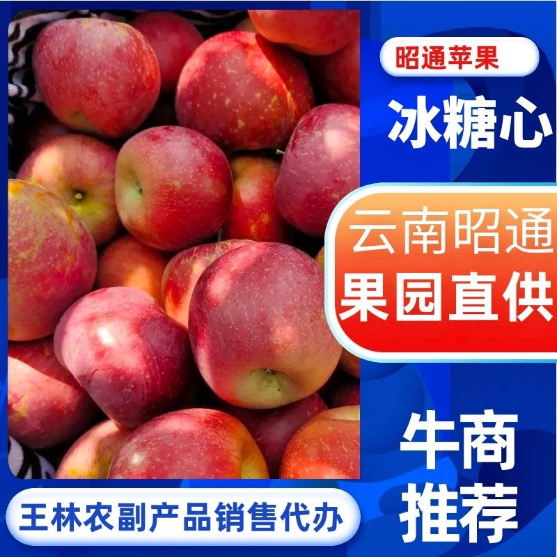 【云南昭通苹果】丑苹果产地直供大量上市保质保量可视频看货