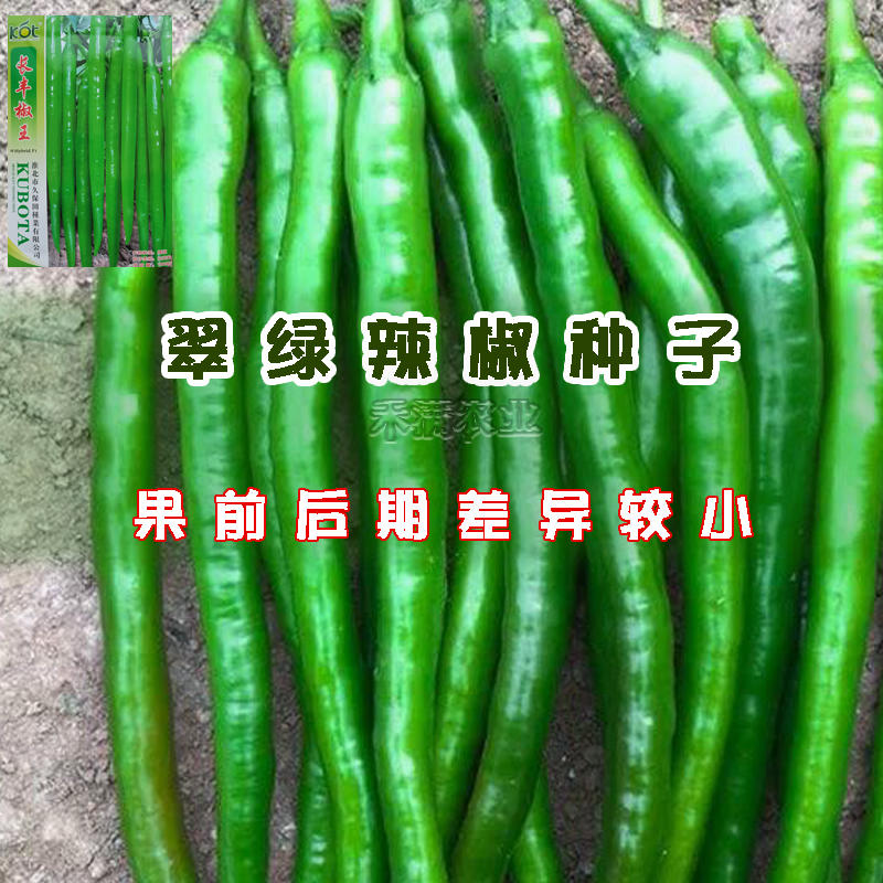 久保田青线椒种子长丰椒王辣椒种子高产线椒种籽四季蔬菜种孑
