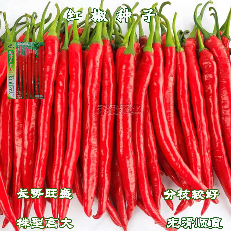 久保田青红线椒种子加长线椒种子辣优三号线椒种籽四季蔬菜种