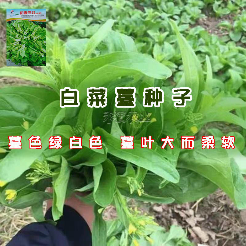 阳春三月白菜苔种子青菜苔种子越冬耐寒蔬菜种了籽四季蔬菜种