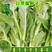 阳春三月白菜苔种子青菜苔种子越冬耐寒蔬菜种了籽四季蔬菜种