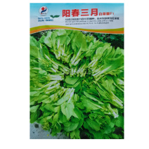 阳春三月白菜苔种子青菜苔种子越冬耐寒蔬菜种了籽四季蔬菜种