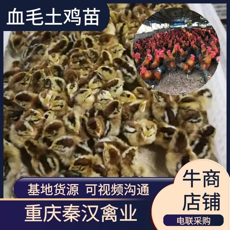 血毛土鸡苗，重庆血毛土鸡苗，四川血毛土鸡苗，元江血毛土鸡