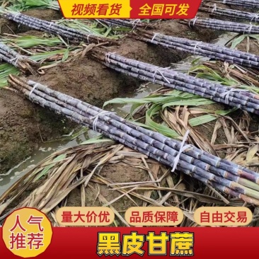 云南甘蔗货源充足产地直发货源充足欢迎各位老板订购