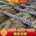 云南甘蔗货源充足产地直发货源充足欢迎各位老板订购