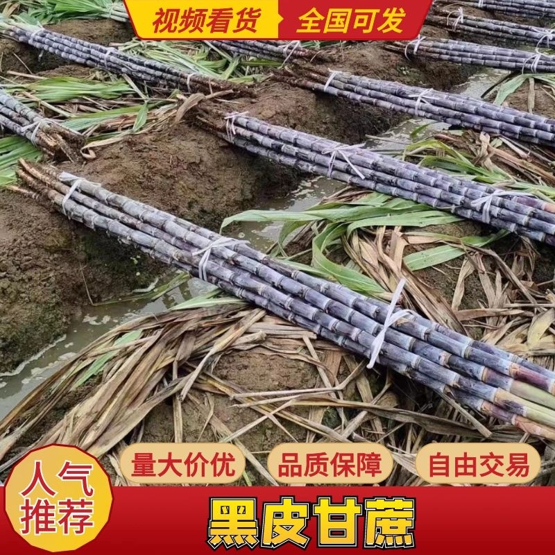 云南甘蔗货源充足产地直发货源充足欢迎各位老板订购