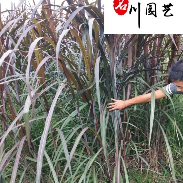 四川紫叶芦苇苗圃基地直销紫叶芦苇价诚信经营自产自销