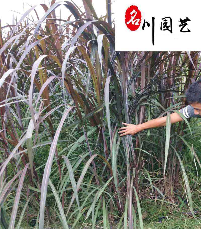 四川紫叶芦苇苗圃基地直销紫叶芦苇价诚信经营自产自销