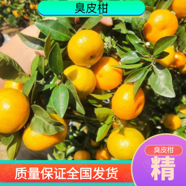 臭皮柑[价格优势]：本基地已经对外供货多年，欢迎各位批发
