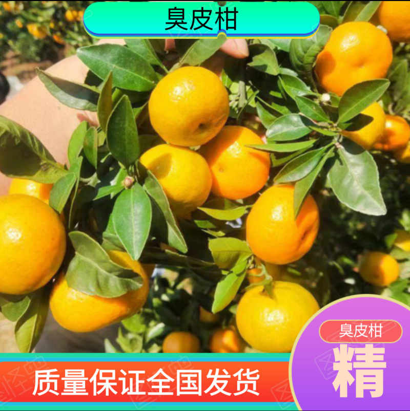 臭皮柑[价格优势]：本基地已经对外供货多年，欢迎各位批发