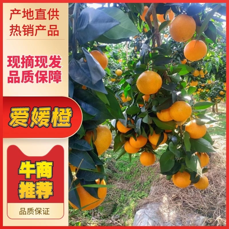 【热卖】爱媛橙货源充足产地直供可视频看货欢迎订购