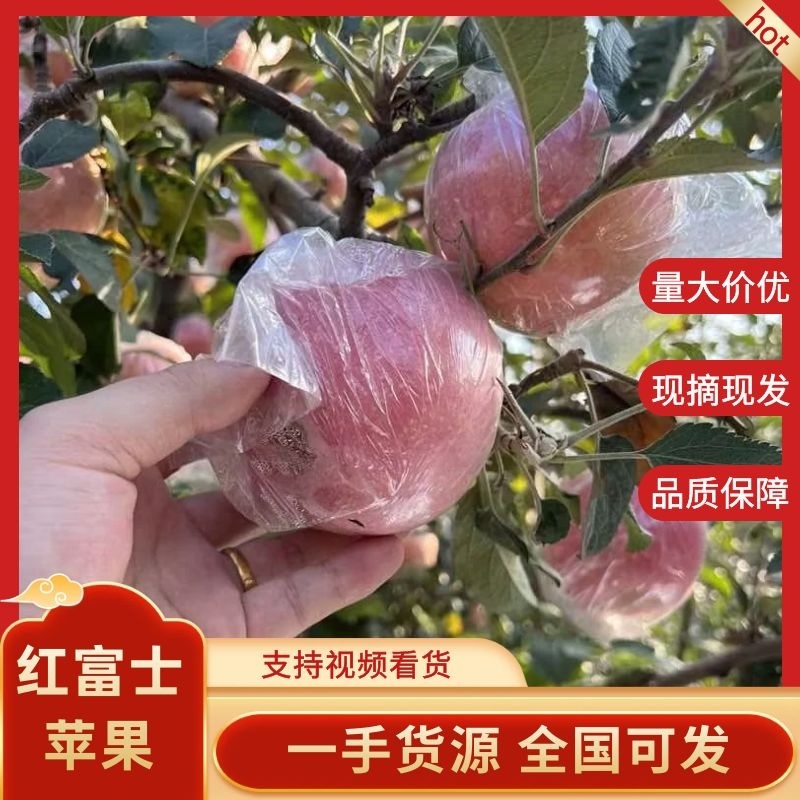 山西红富士苹果大量供应，全国发货，精品供应