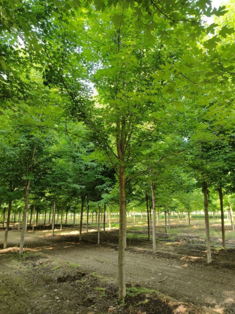 12公分美国红枫