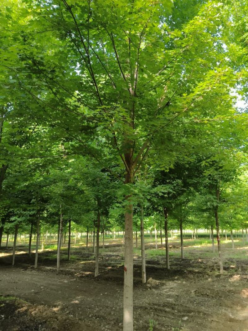 12公分美国红枫