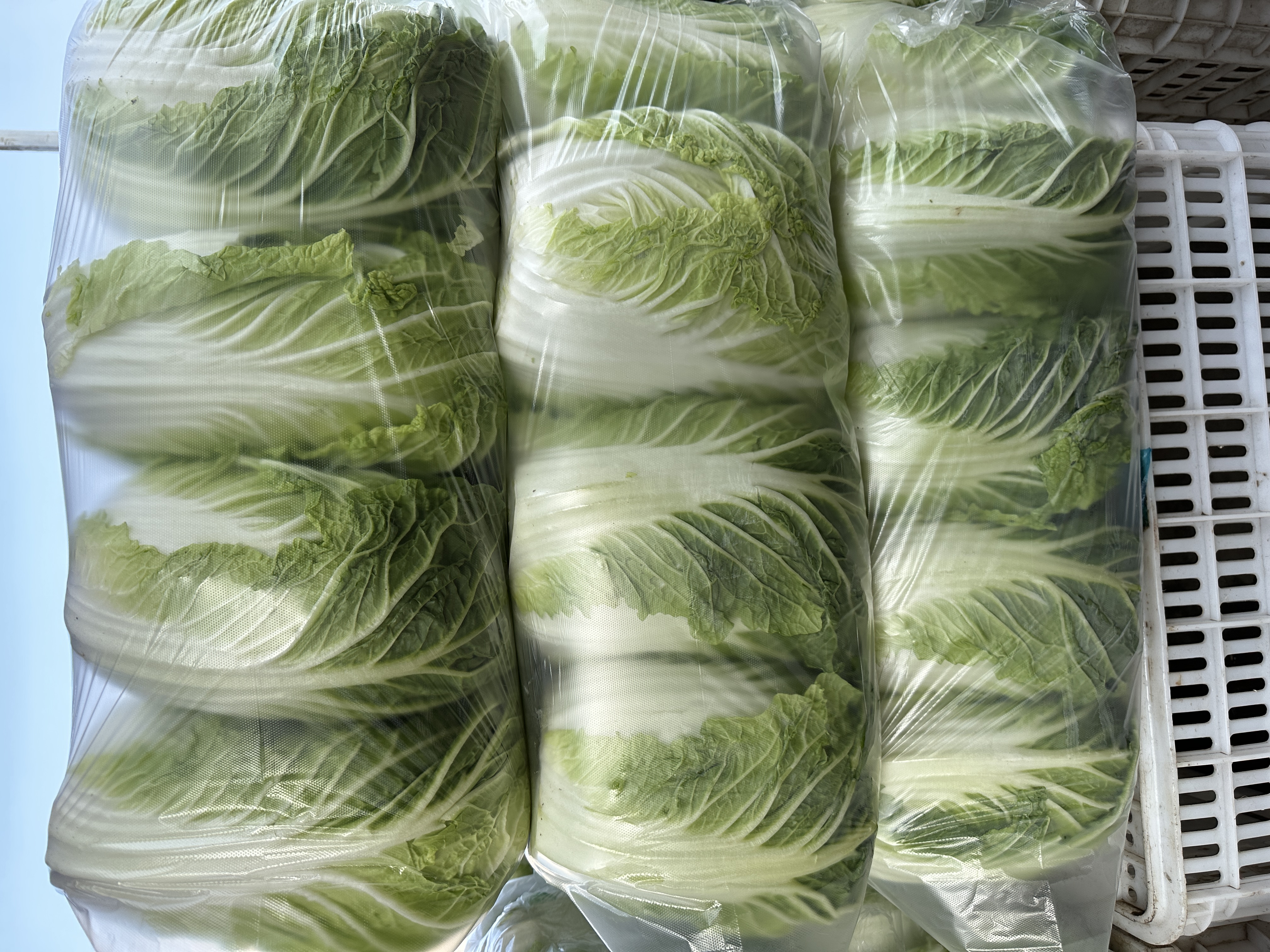 一个塑料整理箱内装有干燥细沙,多棵大白菜根部朝下垂直插入沙中,沙子覆盖至白菜下半部,箱子放置在室内阴暗角落,旁边配有温湿度计 白菜沙埋储存示意图