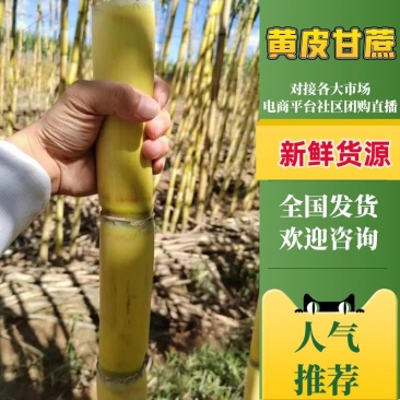 云南黄金甘蔗产地直发质量保证全国发货欢来电详谈