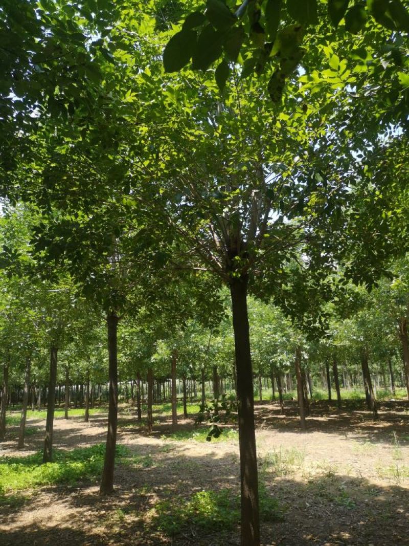 13公分白蜡，胸径13公分白蜡树