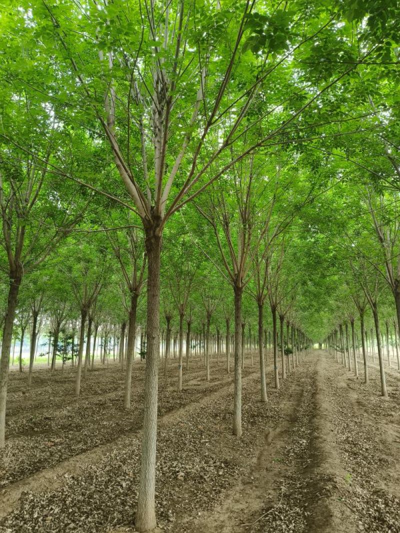13公分白蜡，胸径13公分白蜡树
