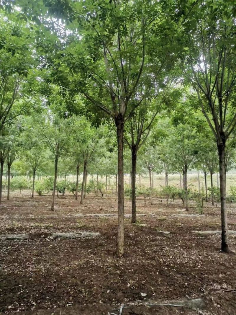 13公分白蜡，胸径13公分白蜡树