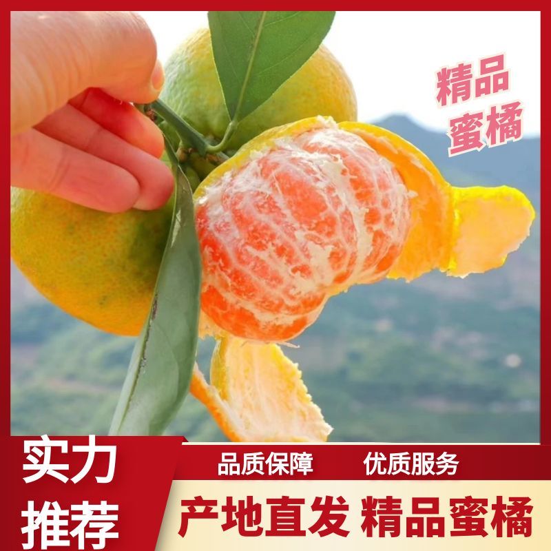 湖北精品蜜橘/产地直发精品特早蜜橘/可视频看货选货
