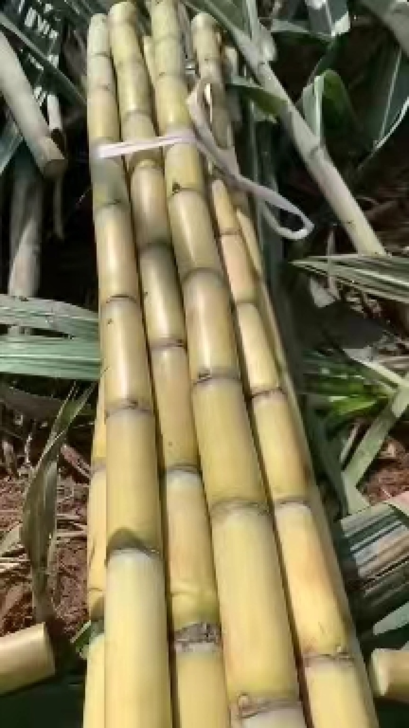 【精】云南黄皮甘蔗大量上市全国发货欢迎各大老板采购