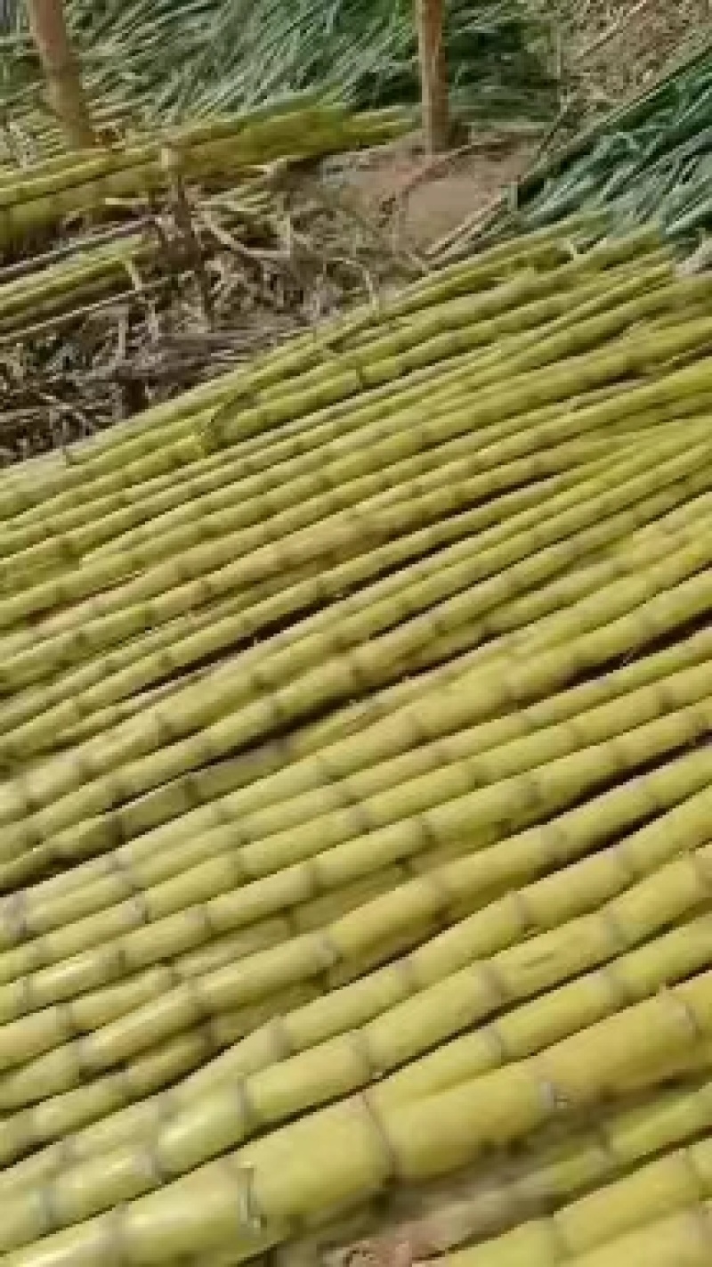 【精】云南黄皮甘蔗大量上市全国发货欢迎各大老板采购