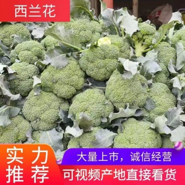 周口西兰花耐寒优秀西兰花按要求做货一手货源质量保证