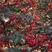 大红袍花椒苗精品苗品种对版根系发达现挖现发