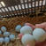 绿壳乌鸡蛋360/箱净重31-32斤农家绿壳蛋