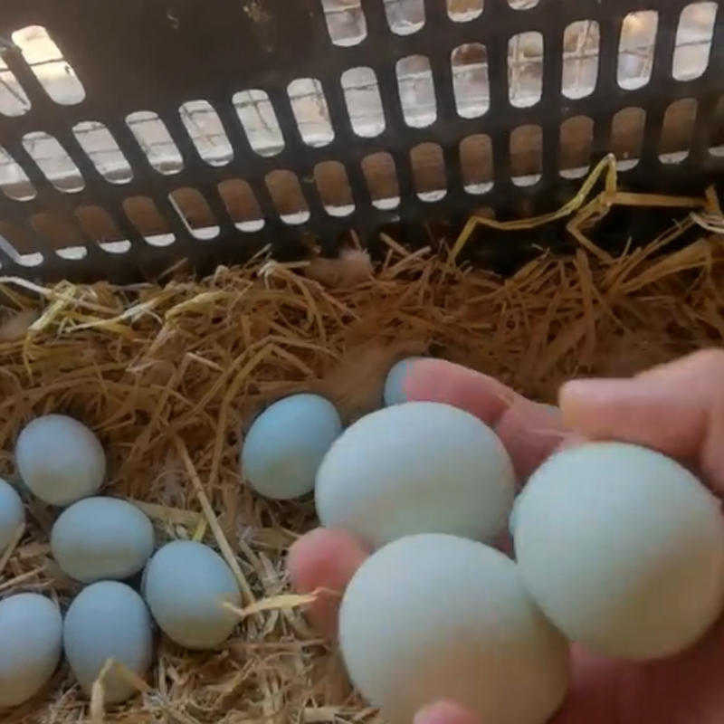 绿壳乌鸡蛋360/箱净重31-32斤农家绿壳蛋