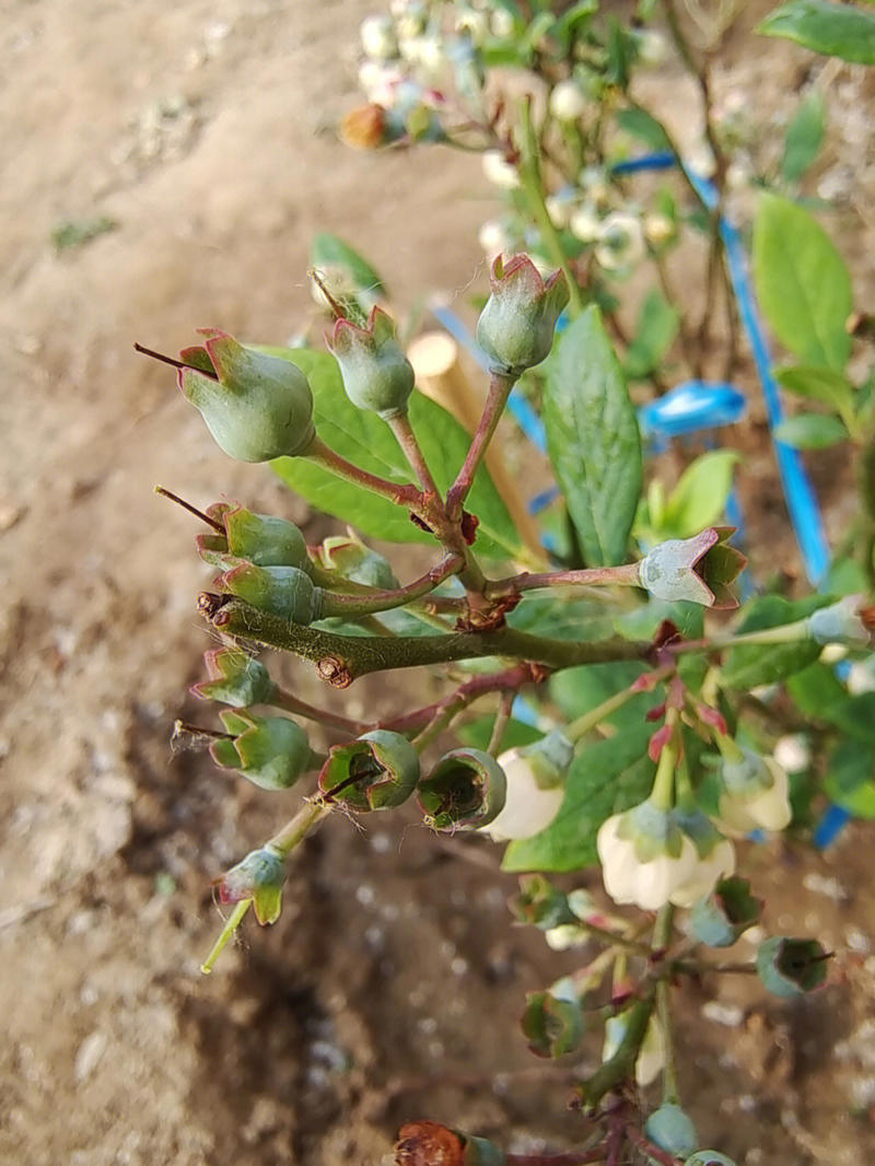 黑珍珠蓝莓苗根系发达现挖现发可以实地考察签合同