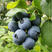 黑珍珠蓝莓苗根系发达现挖现发可以实地考察签合同