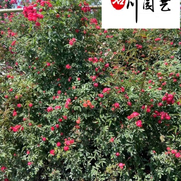 红木香爬藤植物降价出售成都红木香花卉苗木批发量大优惠