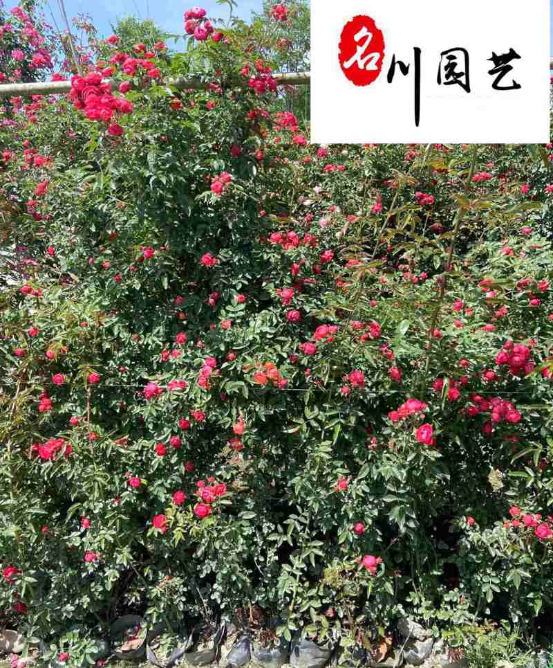 红木香爬藤植物降价出售成都红木香花卉苗木批发量大优惠