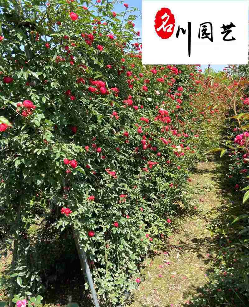 红木香爬藤植物降价出售成都红木香花卉苗木批发量大优惠