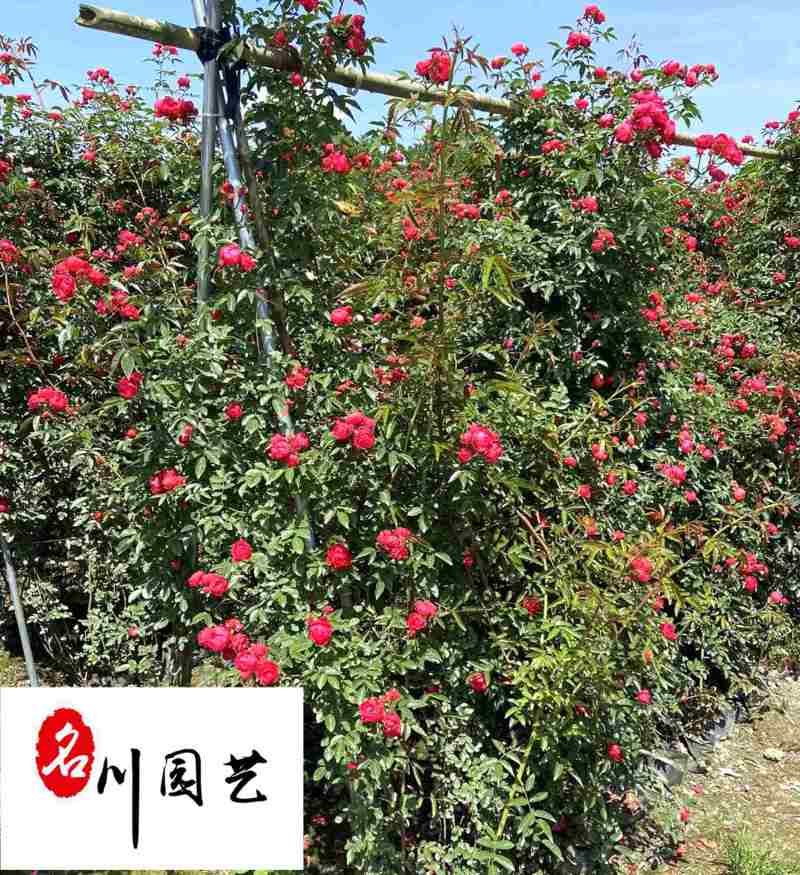 红木香爬藤植物降价出售成都红木香花卉苗木批发量大优惠
