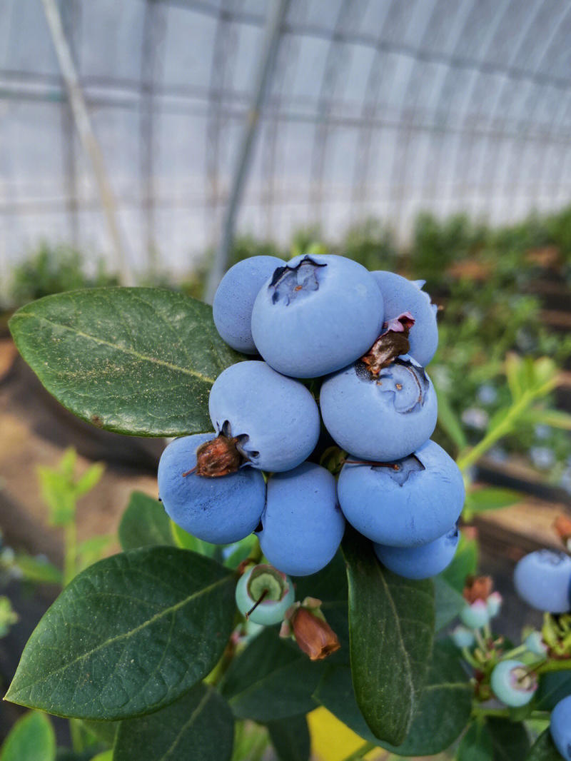 蓝丰蓝莓苗根系发达现挖现发可以实地考察签合同
