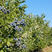 蓝丰蓝莓苗根系发达现挖现发可以实地考察签合同