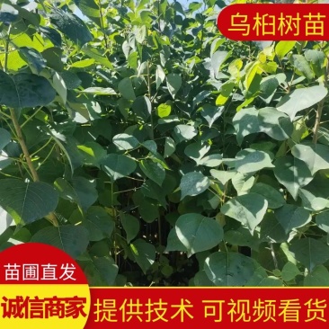 【乌桕苗】乌桕树苗大量供应苗圃直发提供技术欢迎咨询