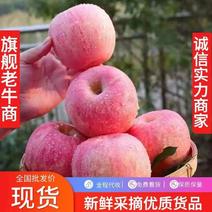 红富士苹果山东红富士苹果电商团购直播高品质货源