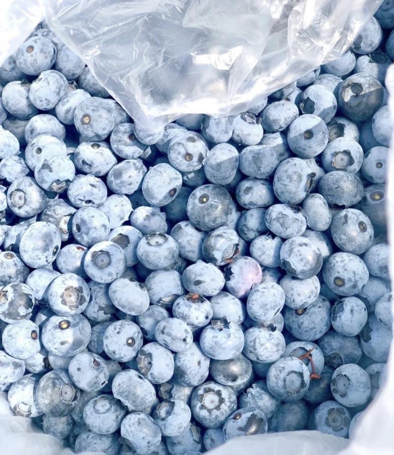双丰蓝莓苗根系发达现挖现发可以实地考察签合同