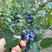 甜蜜蜜蓝莓苗根系发达现挖现发可以实地考察签合同