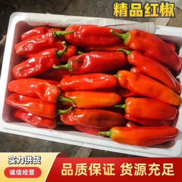 【鲜辣椒】红椒精选大红椒江苏大淮安产地直发全国市场电联
