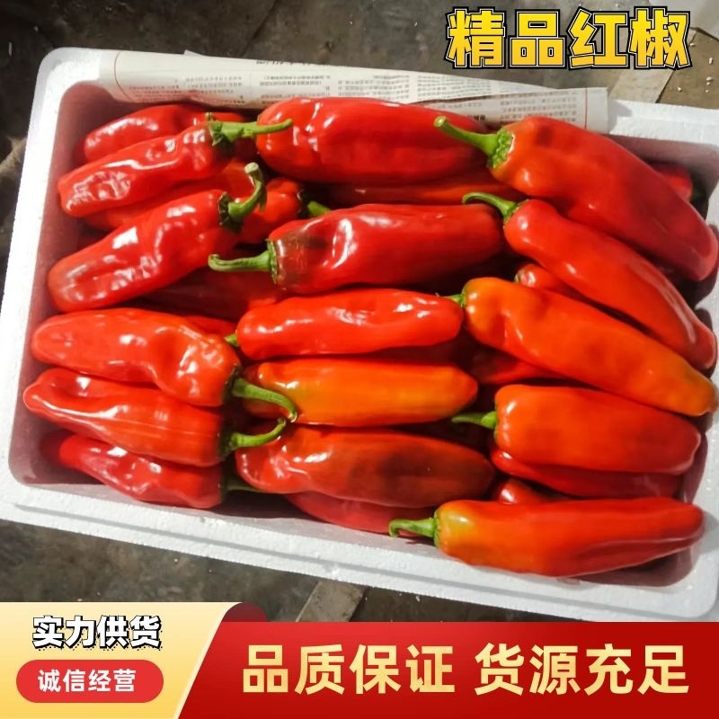 【鲜辣椒】红椒精选大红椒江苏大淮安产地直发全国市场电联