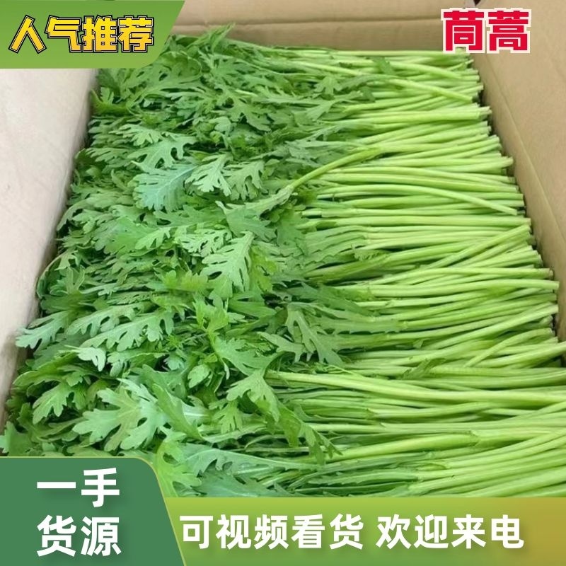 【视频拿茼蒿】小叶茼蒿江苏淮安茼蒿基地直供市场商超电联优惠