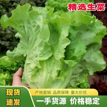 【热卖生菜】生菜新鲜供货散叶江苏产地可电话议价欢迎来电优惠