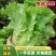 【热卖生菜】生菜新鲜供货散叶江苏产地可电话议价欢迎来电优惠