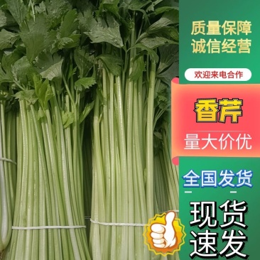 【芹菜】特级小香芹江苏淮安基地直供代发全国市场来电优惠