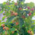 红树莓苗根系发达现挖现发可以实地考察签合同
